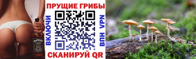 хочу Тырныауз Псилоцибиновые грибы прущие грибы